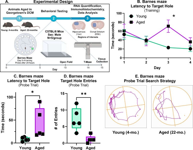 Age related differences in spatial memory